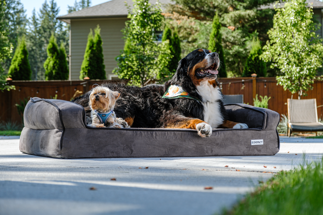 creative-02 Two dogs enjoying outdoor comfort on a durable dog bed, perfect for pet lovers.