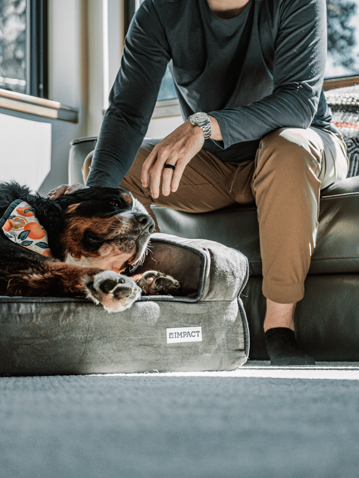 mobile-01 Relaxing indoors with a happy Bernese Mountain Dog on a comfortable pet bed.